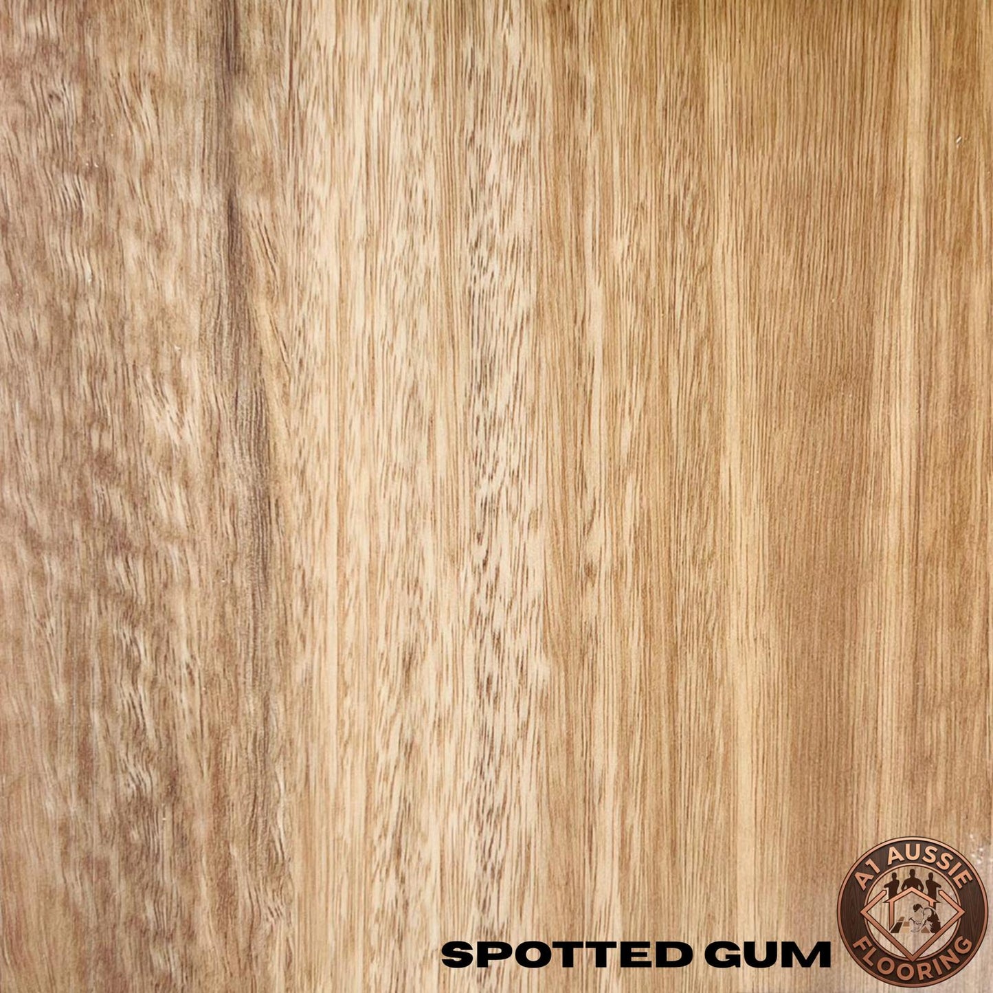 Spotted Gum
